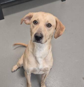 Labrador Retriever Dogs Available for Adoption - Seven | PetCurious