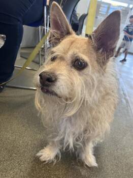 Rescue Mixed Breed Dogs for Adoption in Jacksonville, Florida - DIAMOND | PetCurious