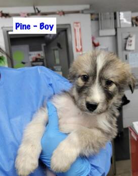 Siberian Husky and Great Pyrenees Dogs Available for Adoption - Pine | PetCurious