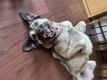 Casey -  Anatolian Shepherd Dog for Adoption in Cathlamet, Washington - Casey | PetCurious