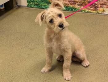 Terrier and Mixed Breed Dogs Available for Adoption - A549256 | PetCurious