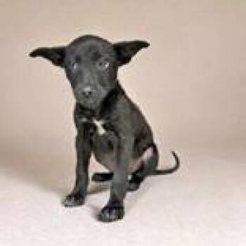 Dot -  Chihuahua and Labrador Retriever Dog for Adoption in Portsmouth, Ohio - Dot | PetCurious