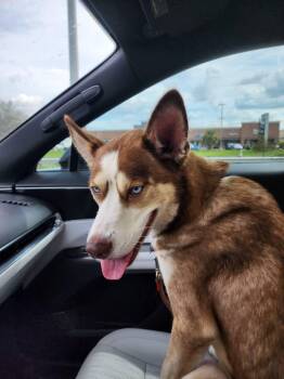 Zorro -  Siberian Husky Dog for Adoption in Carrollton, Texas - Zorro | PetCurious