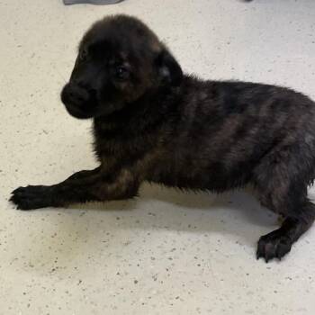 Lake 8388 -  German Shepherd Dog and Mixed Breed Dog for Adoption in Loxahatchee Groves, Florida - Lake 8388 | PetCurious