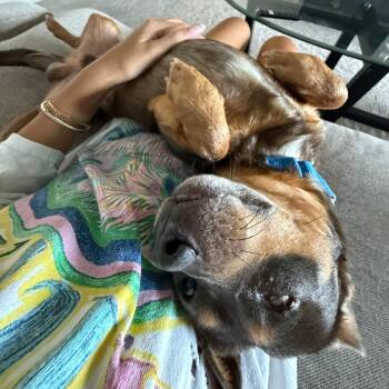 Barry Manilow -  Chihuahua and Dachshund Dog for Adoption in Austin, Texas - Barry Manilow | PetCurious