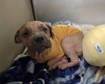 Shar Pei Dogs Available for Adoption - Lady Bug -- URGENT! LONGTIME RESIDENT! | PetCurious