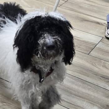 AHNJ-Stray-120858 -  Poodle and Mixed Breed Dog for Adoption in Newark, New Jersey - AHNJ-Stray-120858 | PetCurious