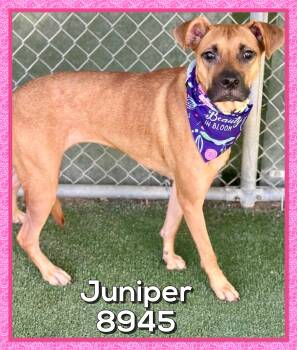 JUPITER -  Shepherd and Boxer Dog for Adoption in Marietta, Georgia - JUPITER | PetCurious