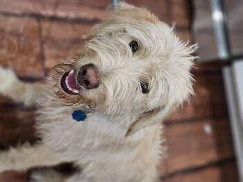 Rescue Goldendoodle Dogs for Adoption in Shiloh, Illinois - Maverick | PetCurious
