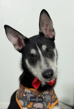 Husky and Labrador Retriever Dogs Available for Adoption in Carlsbad, California - Panchito-One Of Our Amazing Rescue Dogs | PetCurious