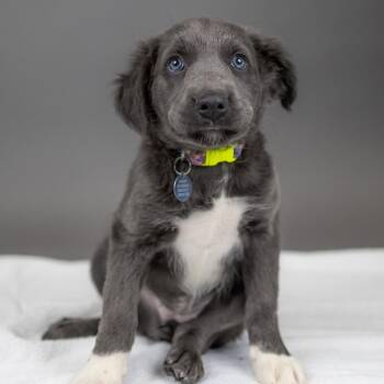 Otter -  Mixed Breed Dog for Adoption in Portland, Oregon - Otter | PetCurious