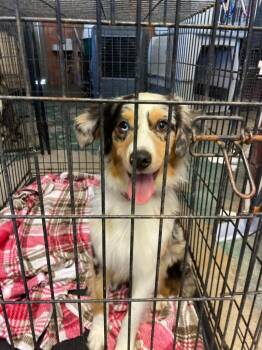 Australian Shepherd Dogs Available for Adoption in Brownwood, Texas - Rosie | PetCurious