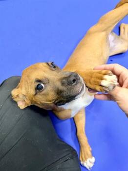 SWISS -  Pit Bull Terrier Dog for Adoption - SWISS | PetCurious