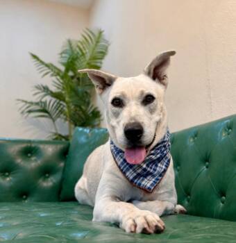 Oakley Bubs the Soulful Sweetie -  Husky and Labrador Retriever Dog for Adoption in Friendswood, Texas - Oakley Bubs The Soulful Sweetie | PetCurious