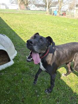 Great Dane Dogs Available for Adoption - Hank | PetCurious