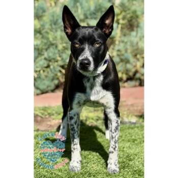 Rescue Border Collie Dogs for Adoption in Inglewood, California - Reese | PetCurious