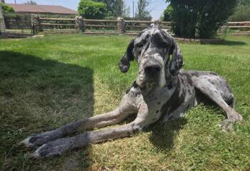 Squirt -  Great Dane Dog for Adoption in Thornton, Colorado - Squirt | PetCurious