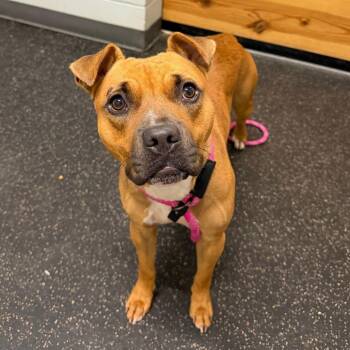 Ruth -  Pit Bull Terrier Dog for Adoption in Dayton, Ohio - Ruth | PetCurious