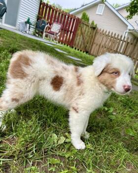 Cagney -  Australian Shepherd Dog for Adoption in Troy, Illinois - Cagney | PetCurious