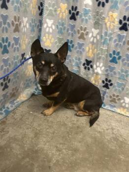 Chihuahua and Miniature Pinscher Dogs Available for Adoption in Rosenberg, Texas - IRIS | PetCurious