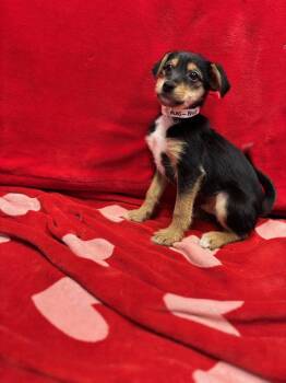 Rescue Labrador Retriever and Shih Tzu Dogs for Adoption in Lacona, New York - Billy | PetCurious