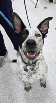 Rescue Cattle Dog and Mixed Breed Dogs for Adoption in Morton Grove, Illinois - Carl | PetCurious