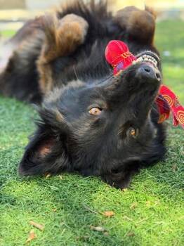 Falchor -  Belgian Shepherd Malinois and Belgian Shepherd Tervuren Dog for Adoption in Vancouver, Washington - Falchor | PetCurious