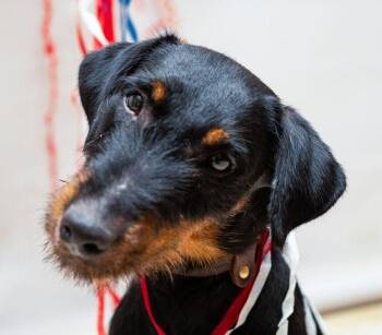 Rescue Terrier Dogs for Adoption in Sanford, Florida - Maxx | PetCurious