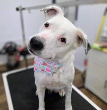Moonpie- COMING SOON -  Australian Shepherd Dog for Adoption in Nashville, Tennessee - Moonpie- COMING SOON | PetCurious