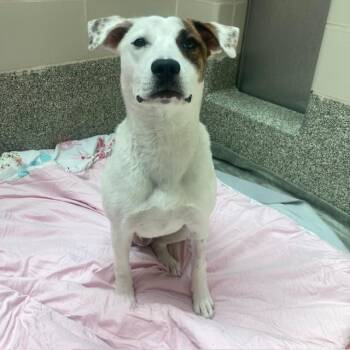 Parson Russell Terrier and Labrador Retriever Dogs Available for Adoption in Boston, Massachusetts - PORTIA | PetCurious