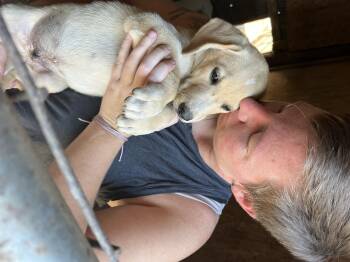 Colonel Clucker -  Labrador Retriever and Mixed Breed Dog for Adoption in Zimmerman, Minnesota - Colonel Clucker | PetCurious