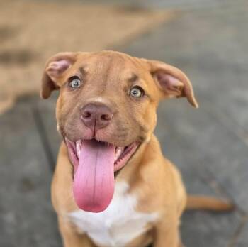 American Staffordshire Terrier Dogs Available for Adoption in Salem, New Hampshire - Elsa | PetCurious