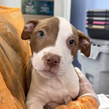 Terrier Dogs Available for Adoption - Flynn | PetCurious