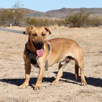 Rescue Labrador Retriever and Basset Hound Dogs for Adoption in Joshua Tree, California - YEEHAW | PetCurious