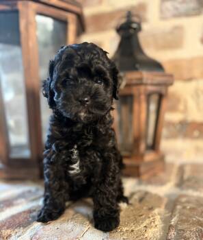 Bear -  Toy Poodle Dog for Sale in Lucedale, Mississippi - Bear | PetCurious
