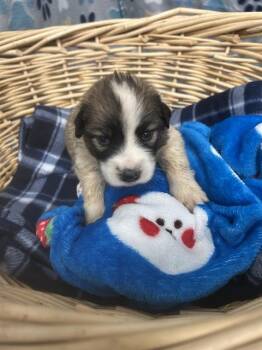 Great Pyrenees and Saint Bernard Dogs Available for Adoption in Rosenberg, Texas - RIVAL | PetCurious