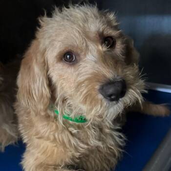Rio A2284404 -  Mixed Breed Dog for Adoption in Los Angeles, California - Rio A2284404 | PetCurious