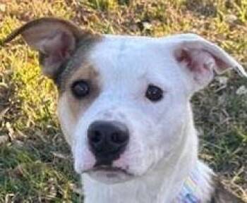 Australian Shepherd and Terrier Dogs Available for Adoption - Luna | PetCurious