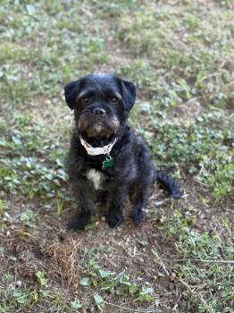 Affenpinscher Dogs Available for Adoption in Atlanta, Georgia - Juliette | PetCurious