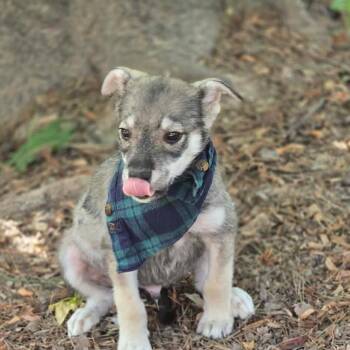 Koda (The Koala Litter) -  Husky and German Shepherd Dog Dog for Adoption in Corsicana, Texas - Koda (The Koala Litter) | PetCurious