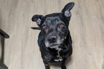 Labrador Retriever and Mixed Breed Dogs Available for Adoption - Bunny | PetCurious