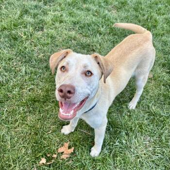 Labrador Retriever Dogs Available for Adoption in Lewisville, Indiana - Brody | PetCurious