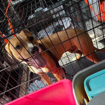 Rescue Terrier Dogs for Adoption in St. Louis, Missouri - Tommy Taquito | PetCurious