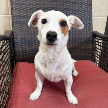 Kylo -  Jack Russell Terrier Dog for Adoption in Kerrville, Texas - Kylo | PetCurious