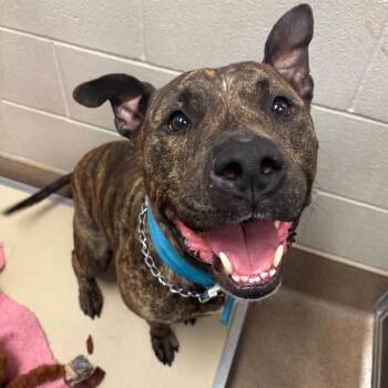 Rosco -  Pit Bull Terrier Dog for Adoption in Hinesville, Georgia - Rosco | PetCurious