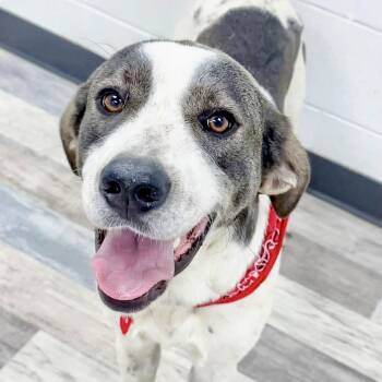 Hound and Mixed Breed Dogs Available for Adoption - Padfoot | PetCurious