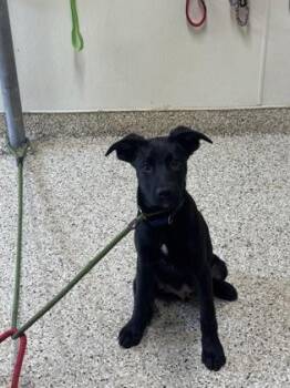 Cooper -  Labrador Retriever and Mixed Breed Dog for Adoption - Cooper | PetCurious