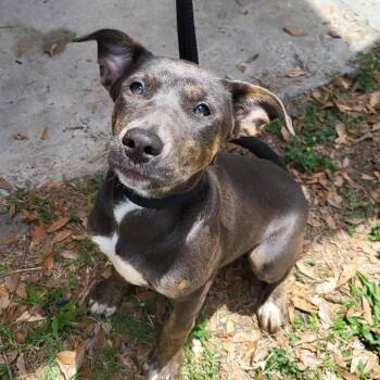 Mixed Breed Dogs Available for Adoption in Englewood, Florida - Moonstone | PetCurious
