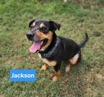 Jackson -  Rottweiler and Labrador Retriever Dog for Adoption in Clinton, Missouri - Jackson | PetCurious
