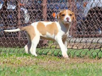 Beagle and Mixed Breed Dogs Available for Adoption - A120637 | PetCurious